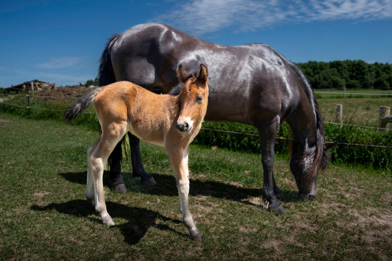 Newfoundland Pony Avi