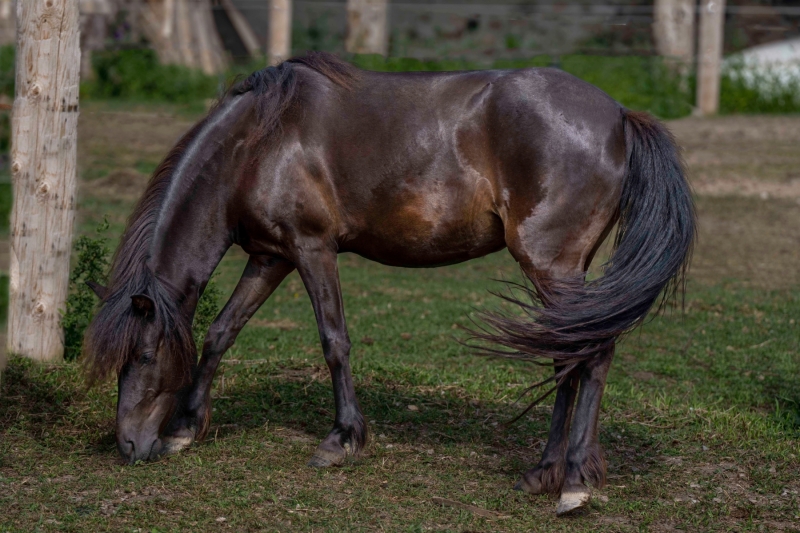Newfoundland Pony Avi