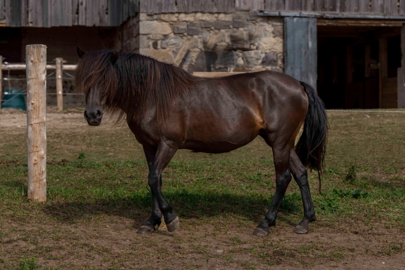 Newfoundland Pony Avi