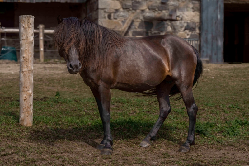 Newfoundland Pony Avi