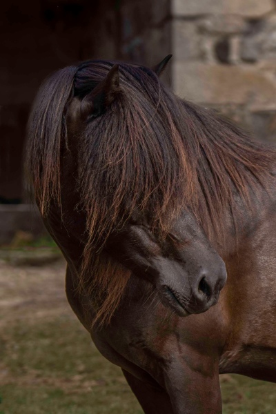 Newfoundland Pony Avi