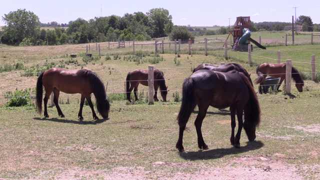 Newfoundland ponies