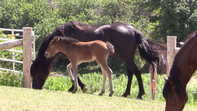 Pippi the pony and her mother Avi
