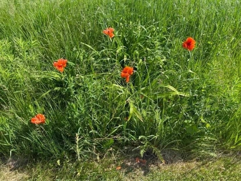 Poppy's Haven Farm