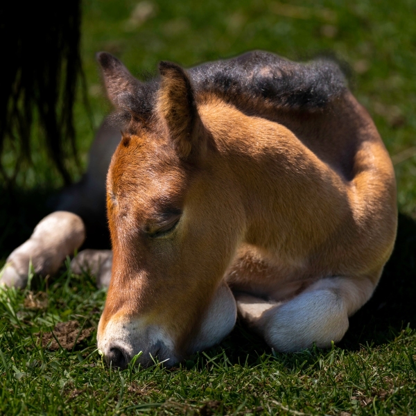 Newfoundland Pony Filly