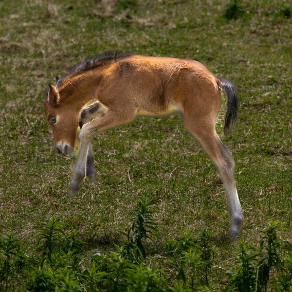 Newfoundland Pony Filly