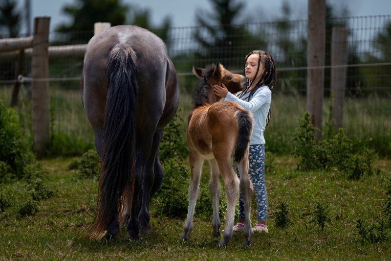 Newfoundland Pony Filly