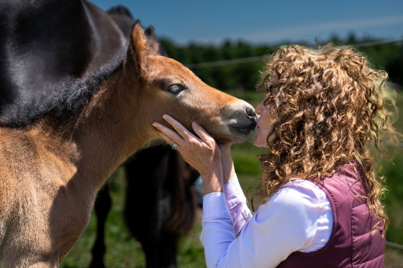 Newfoundland Pony Filly