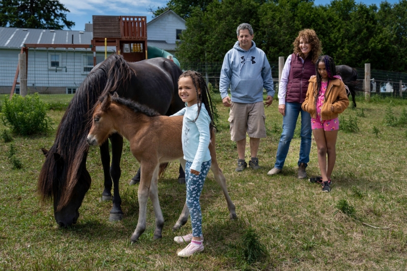 Newfoundland Pony Filly