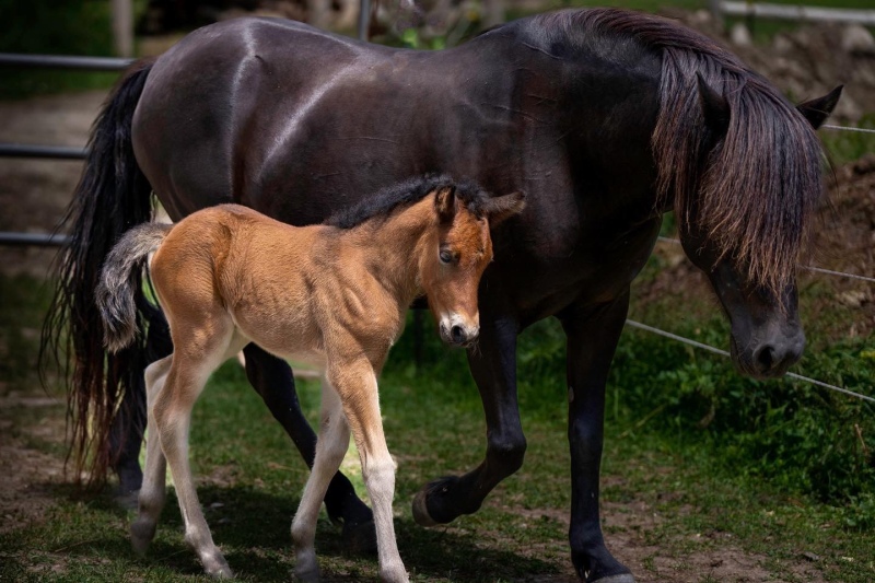 Newfoundland Pony Pippi