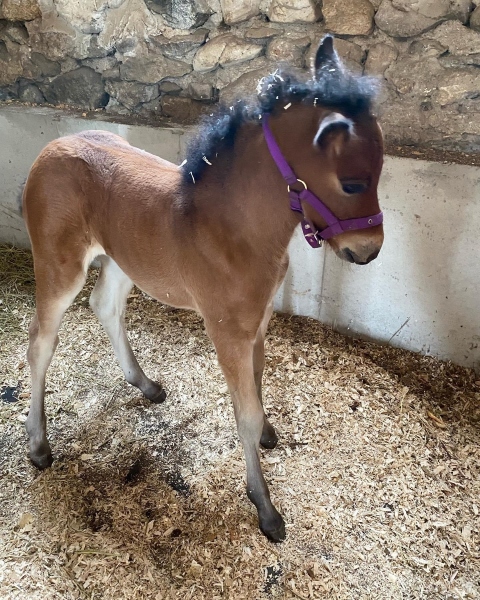 Newfoundland Pony Pippi