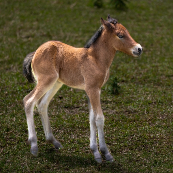 Newfoundland Pony Pippi