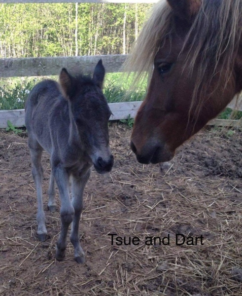 Silver Dart as a foal