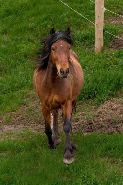 Newfoundland Pony Zita
