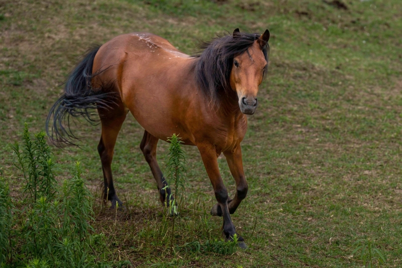 Newfoundland Pony Zita