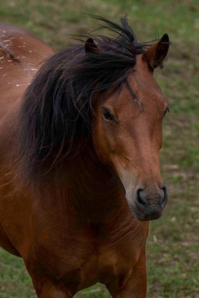 Newfoundland Pony Zita