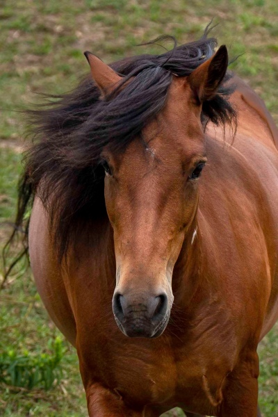 Newfoundland Pony Zita
