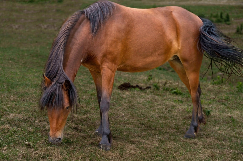 Newfoundland Pony Zita