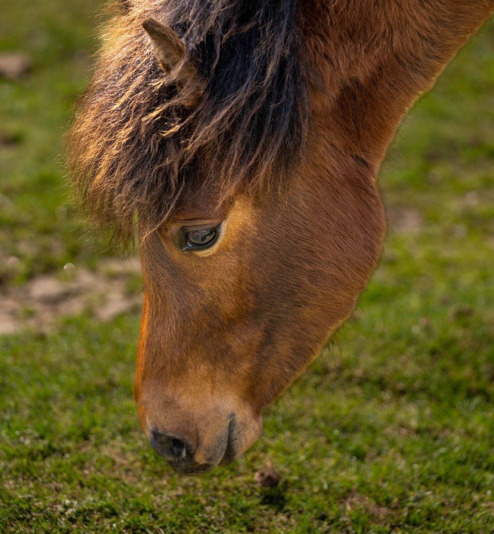 Horses and Nature