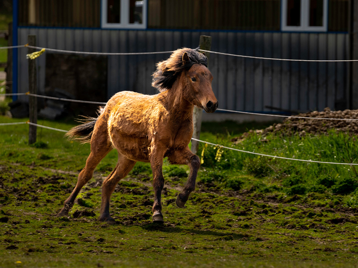 Newfoundland Pony Rosie