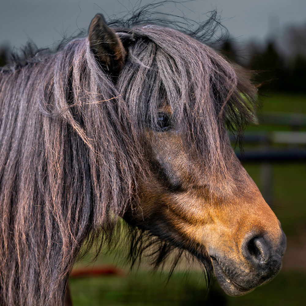 Newfoundland Pony - Poppy