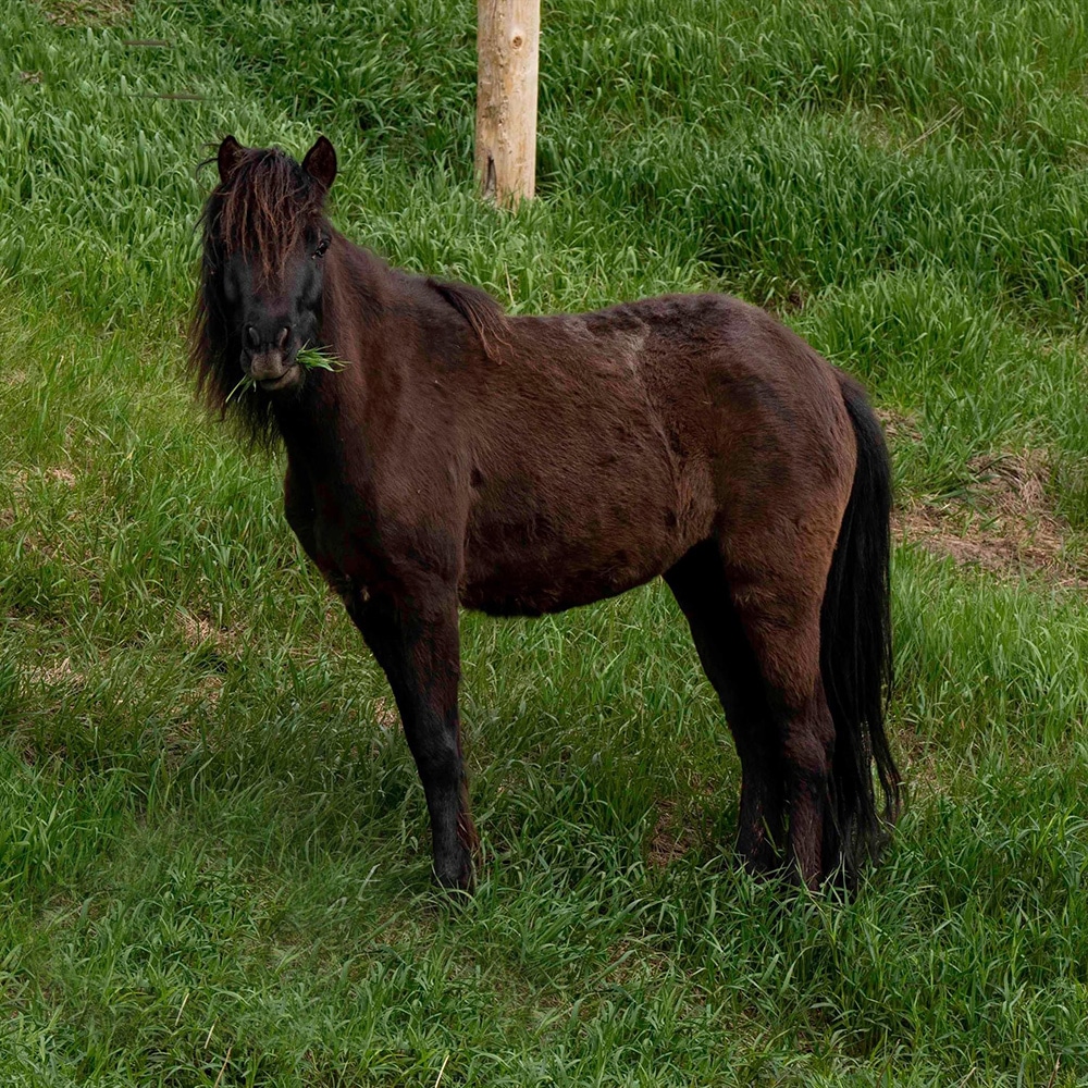 Silver Dart Newfoundland Pony