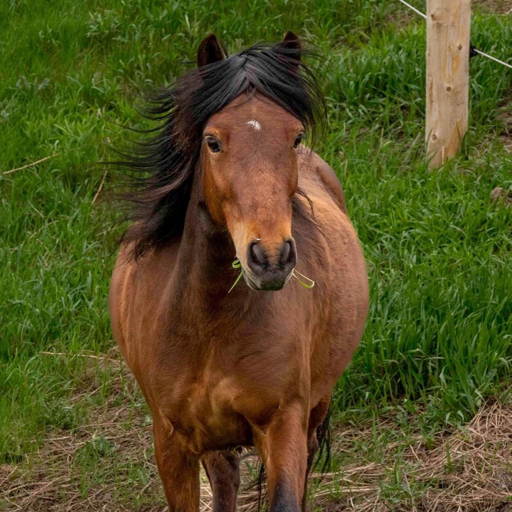 Newfoundland Pony Zita