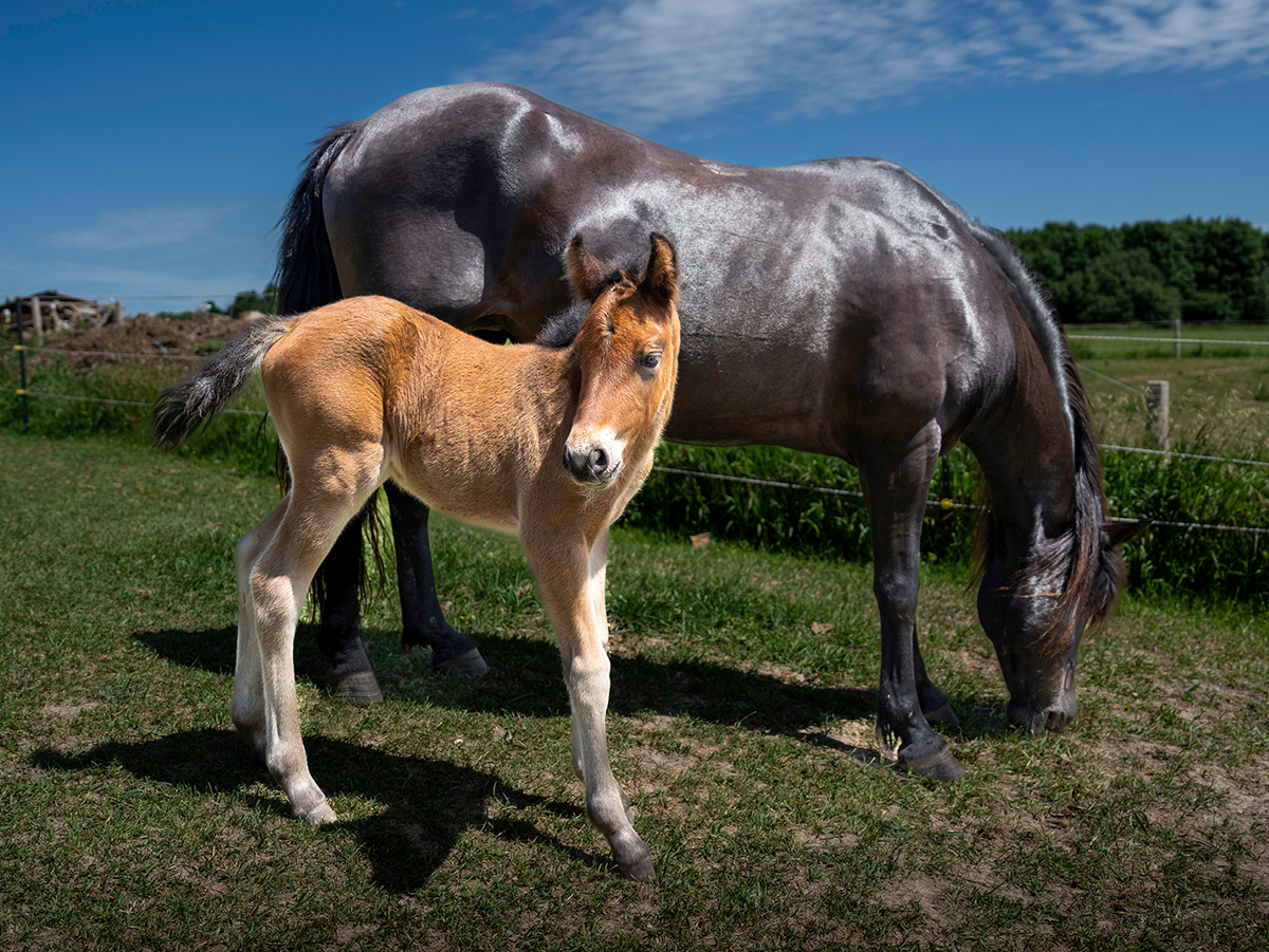 Newfoundland Pony Filly Pippi