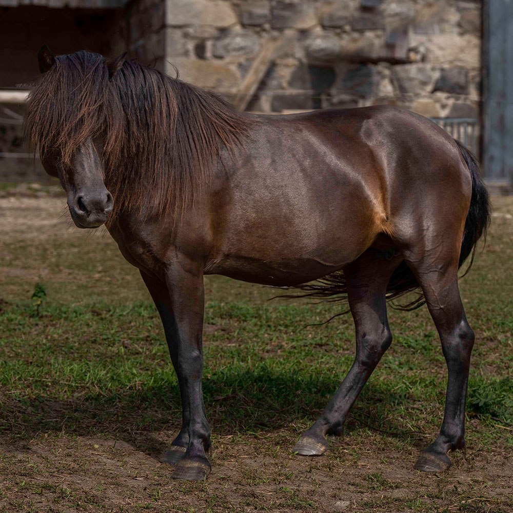 Newfoundland Pony Avi